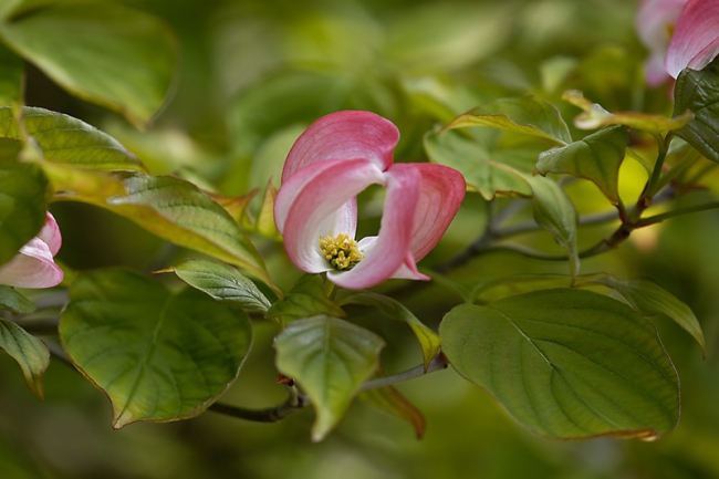 Jardin des Impressionnistes-MAI14-065